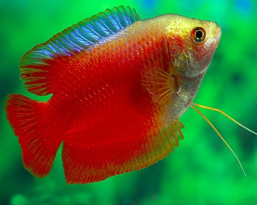 Male Red Flame Dwarf Gourami