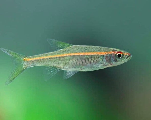 Red Raspitora Fish Red Line Rasbora – THE EVOLVED FISH