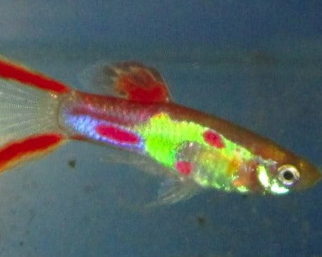 Red Lyretail Male Guppy