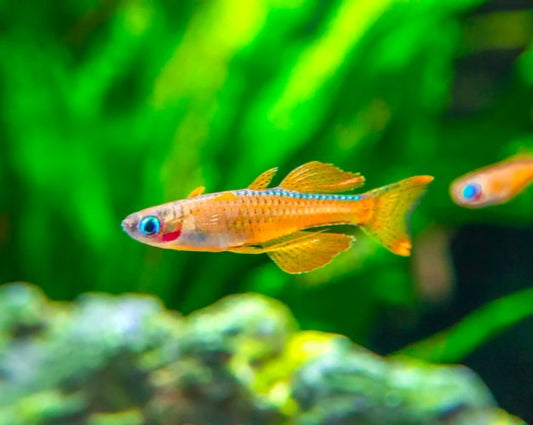 Red Neon Rainbow