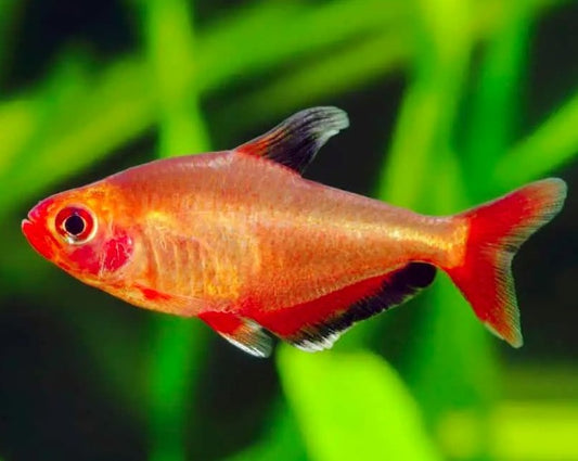 Red Phantom Tetra