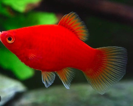 Red Platy