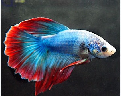 Red Rim Male Betta