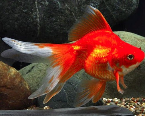 Red Ryukin Goldfish