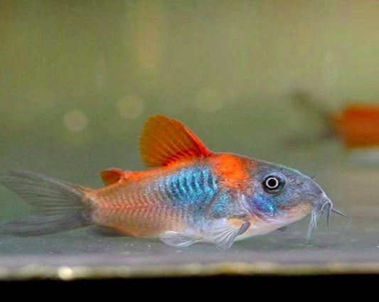 Red Sailfin Cory