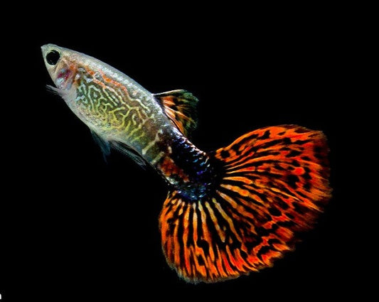 Red Snakeskin Male Guppy