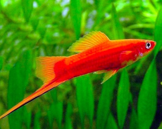 Red Swordtail