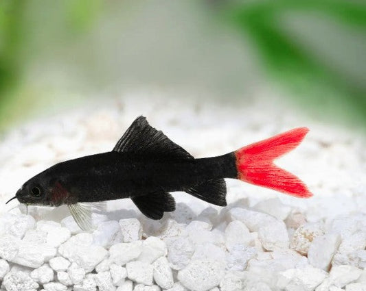 Red Tail Shark