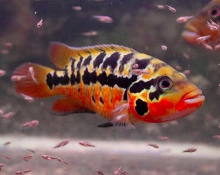 Parachromis Motaguensis "Red Tiger"