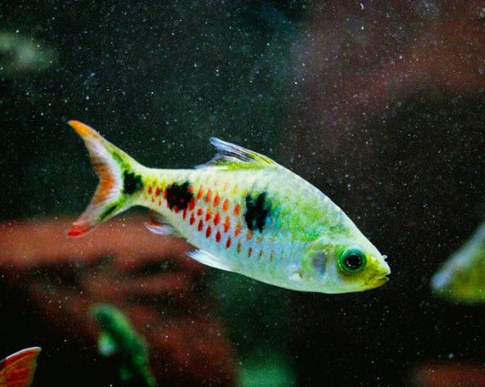 Red Tinged Barb