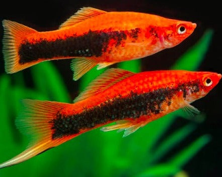 Red Tuxedo Swordtail