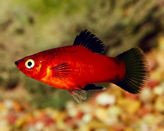 Red Wag Platy