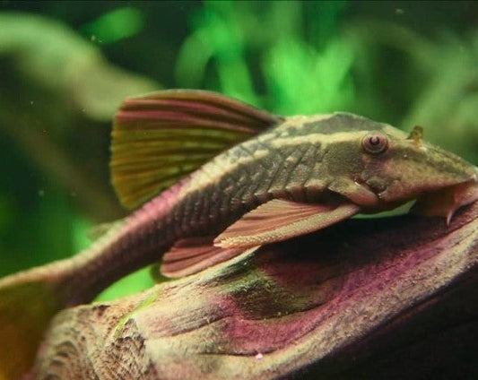 Plecos – THE EVOLVED FISH