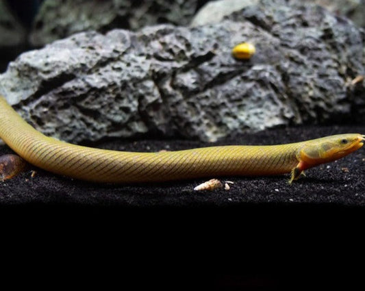 Ropefish