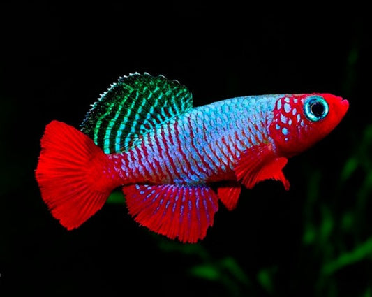 Rubripinnis Killifish