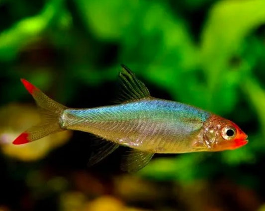 Rummynose Rasbora