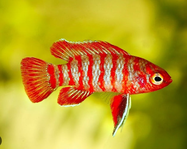 Scarlet Badis