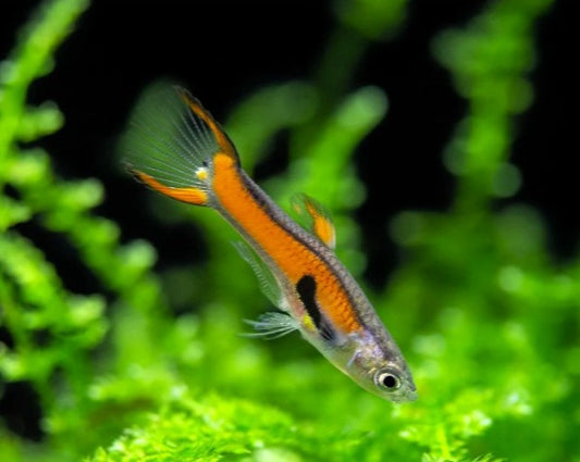 Scarlet Endler