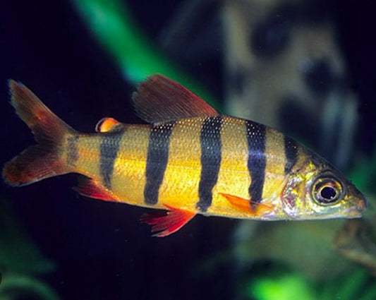 Six Banded Distichodus