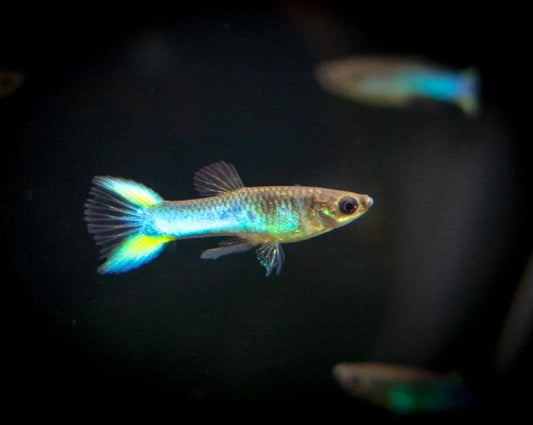 Sky Blue Endler