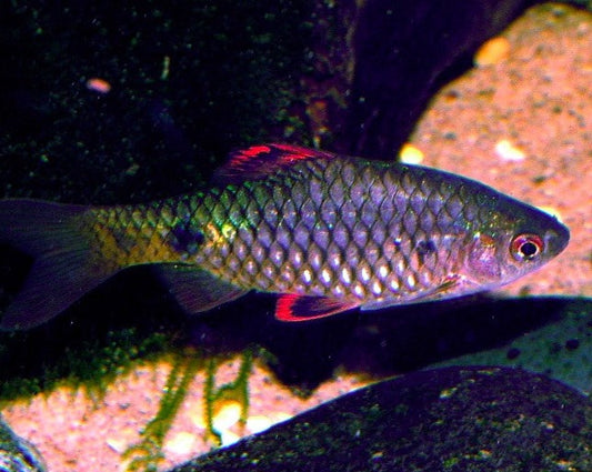 Stoliczkana Barb