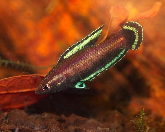 Strawberry Licorice Gourami