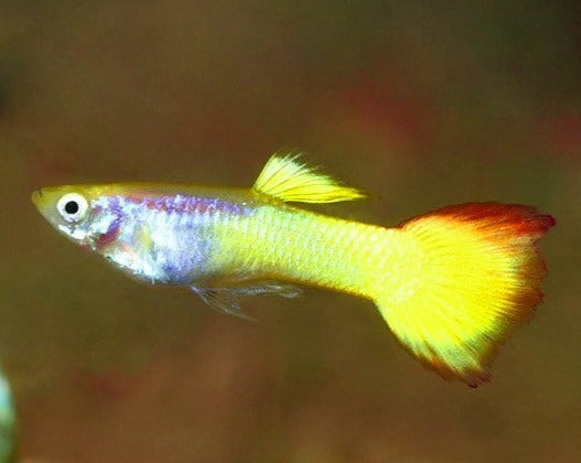 Sunset Male Guppy – THE EVOLVED FISH