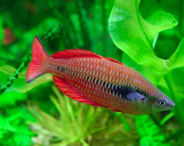 Sunset Dwarf Rainbow – THE EVOLVED FISH