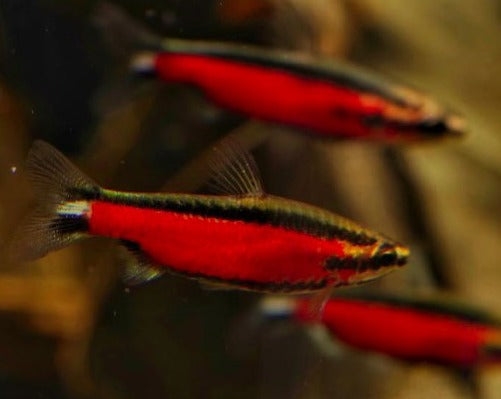 Super Red Pencil – THE EVOLVED FISH