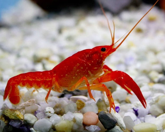 Tangerine Lobster