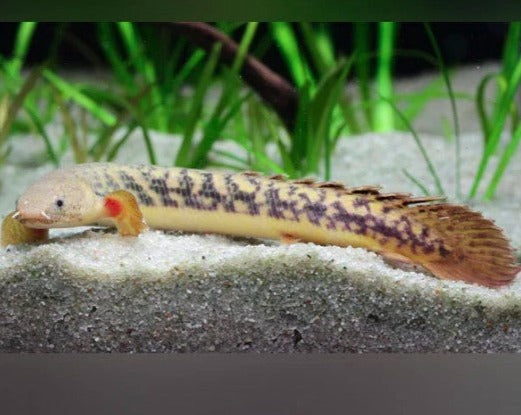 Teugelsi Bichir