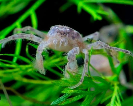 Thai Micro Spider Crab