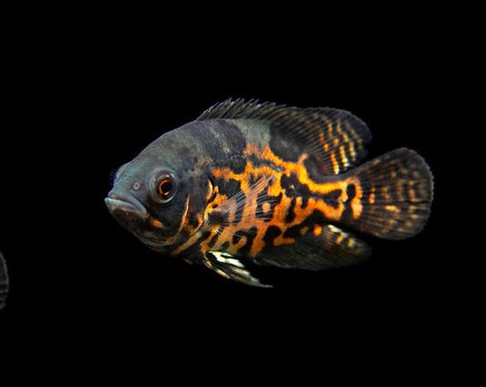 Astronotus Ocellatus "Tiger Oscar"