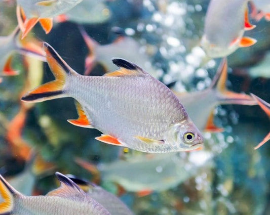 Tinfoil Barb