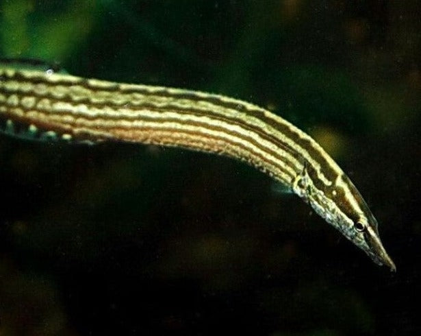 Tinwin's Spiny Eel