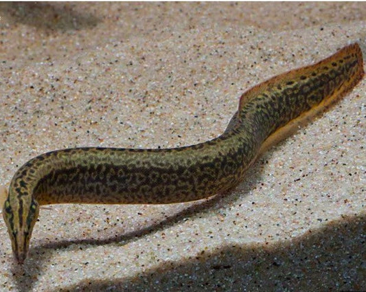 Tire Track Eel