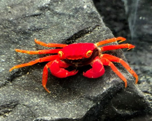 Tomato Vampire Crab