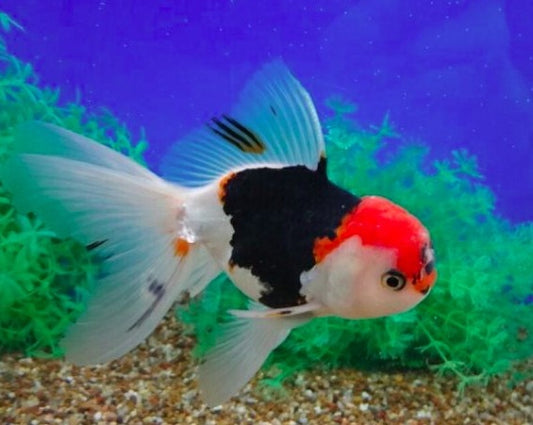 Tricolor Oranda Goldfish