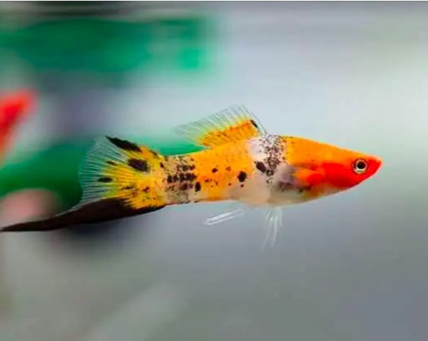 Tricolor Swordtail – THE EVOLVED FISH