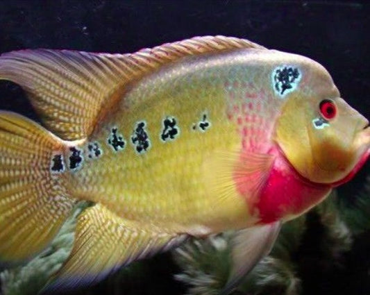 Amphilophus Trimaculatus "Trimac Cichlid"