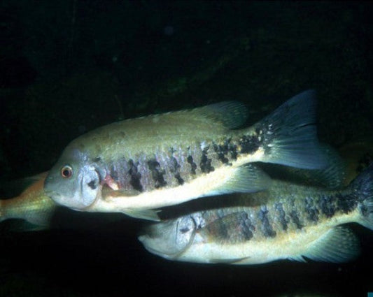 Tomocichla Tuba "Tuba Cichlid"