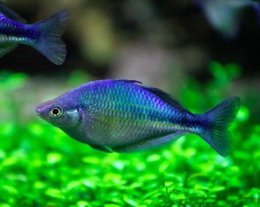 Turquoise Rainbow