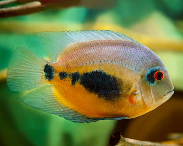 Uaru Amphiacanthoides – THE EVOLVED FISH