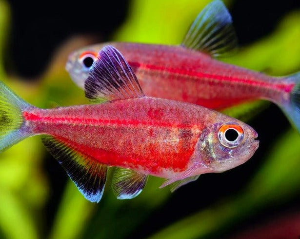 Watermelon Tetra