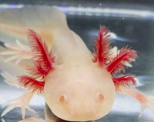 White Albino Axolotl