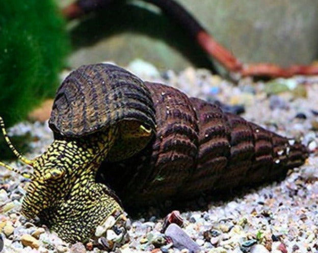 White Spotted Towuti Rabbit Snail