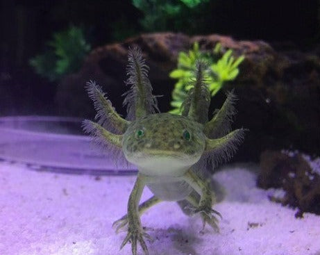 Wild Axolotl