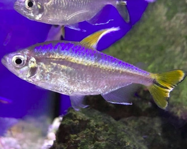 Yellow Congo Tetra