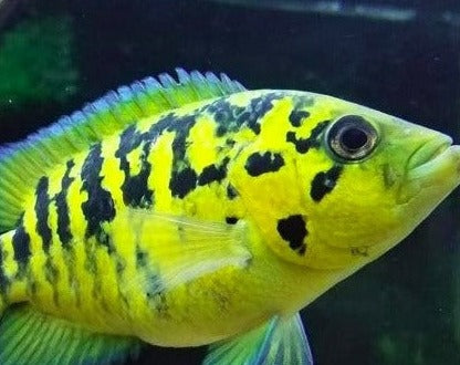 Parachromis Friedrichsthalii "Yellow Jacket"