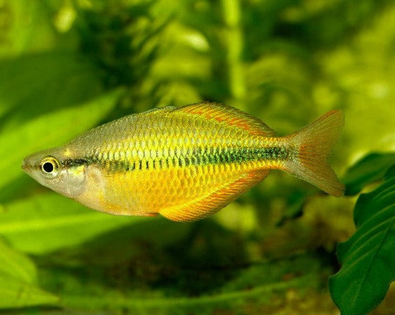 Yellow Rainbow – THE EVOLVED FISH